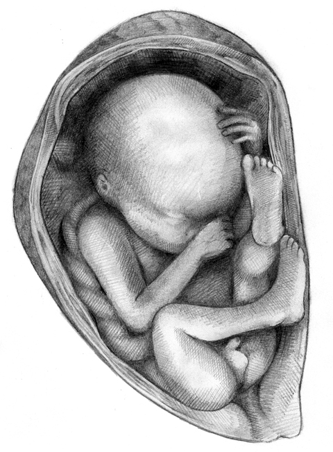 Observational drawing of a foetus in the womb at Gordan Museum of Pathology  